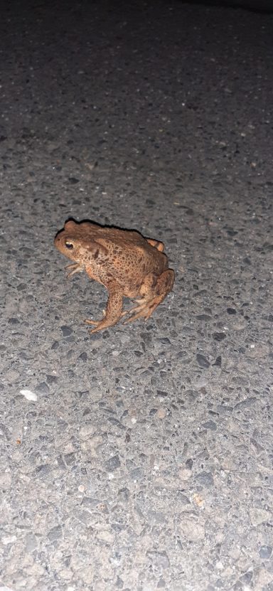 カエル?かえる!